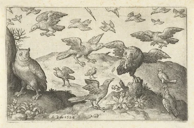 Búho con presa depredada por otras aves Pájaros e insectos (título de la serie)