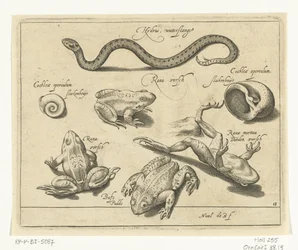 Serpiente de agua, ranas y sapos Libelivs miscelánea Genera piscium complectens (título de la serie) Peces de agua dulce, peces marinos, ranas, crustáceos y criaturas marinas (título de la serie)
