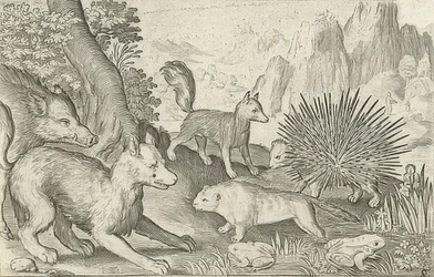 Jabalí, zorros, castores, puercoespín y ranas. 1621