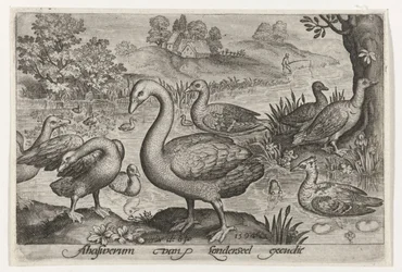 Cisnes y gansos y patos junto al agua Pájaros e insectos (título de la serie)