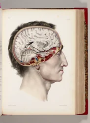 Litografía coloreada a mano de una cabeza disecada de perfil que muestra el cerebro, del "Traité complet de l’anatomie de l’homme, comprenant la médecine opératoire", 1831-54