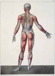 Anatomía del cuerpo humano, de 