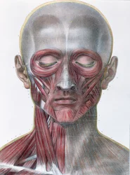 Musculatura de la cara, lámina de 