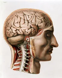 El cerebro, lámina de 