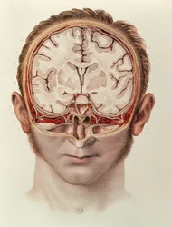 El cerebro, lámina de Traité Complet de l