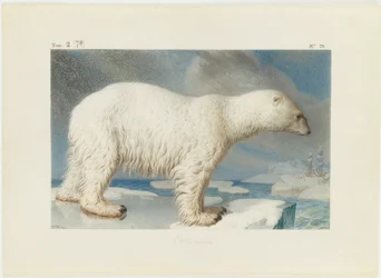 Oso polar
