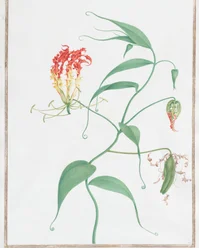 Gloriosa Superba Lirio Trepador, ca. 1660