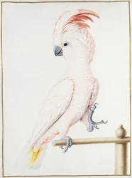 Cacatúa de Major Mitchell