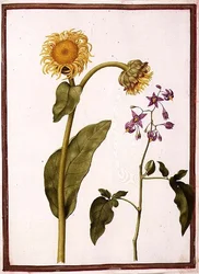 PD.109-1973.f11 (LtoR) Inula Helenium Decampanr y Solanum dulcamara (Amarga dulce)