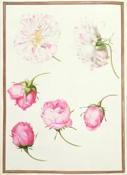 Seis cabezas de rosas antiguas