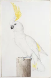 Cacatúa de cresta de azufre