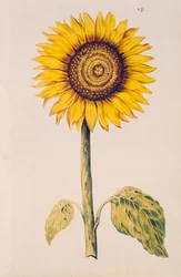 Girasol o Helianthus, de 