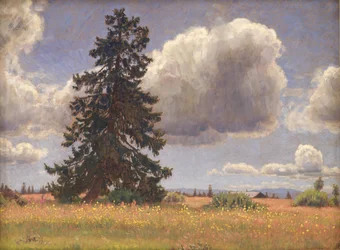 Árbol de abeto en un pasto de verano. Noruega