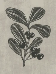 Boceto botánico de una baya