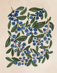Ramitas de arándanos frescos