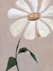 Margarita blanca suave