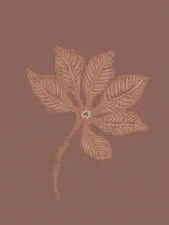 Hoja botánica con textura