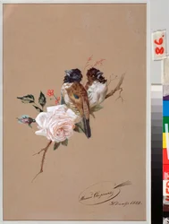 Dos pájaros sobre una rosa - Obra de Nikolai Yegorovich Sverchkov (Nicolas Swertschkoff) (1817-1898), acuarela y tinta sobre papel