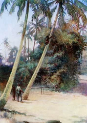 Trepando por cocos verdes, 1908