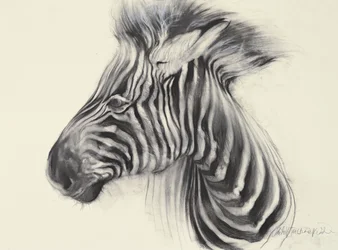 Baby Zebra, 2000 (carboncillo sobre papel)