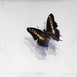 Charaxes castor, emperador gigante, 2014 (acrílico sobre madera gessoed)