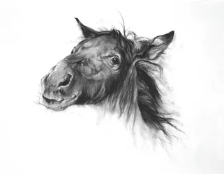 Colt, 2002 (carboncillo sobre papel Fabriano)