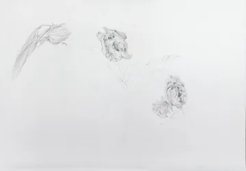 Estella rijnveld 1, 2013 (lápiz sobre papel cartulina)