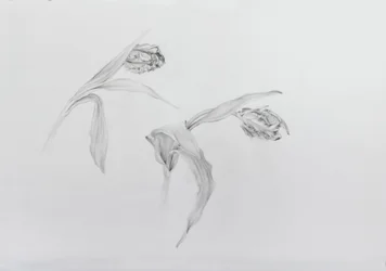 Estella rijnveld 2, 2017 (lápiz sobre papel cartulina)
