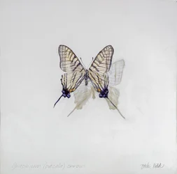Graphium (Pazala) eurosus, 2014 (acrílico sobre madera gessoed)