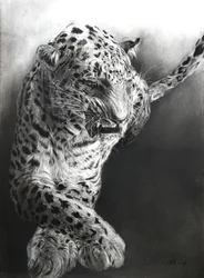 Panthera pardus 1, 2009 (carboncillo y conte sobre papel Fabriano)