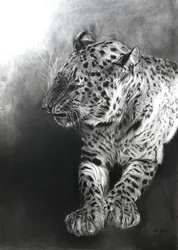 Panthera pardus 2, 2009 (carboncillo y conte sobre papel Fabriano)