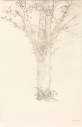 Árbol