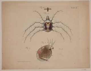 Insectos. Lámina II de obra zoológica