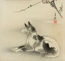 Perro blanco y negro