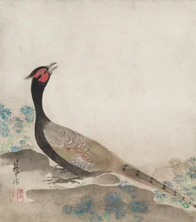 Faisán