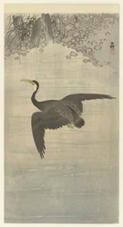 cormorán en vuelo