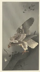 Águila al acecho de presa