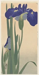 Iris azules, 1900-30