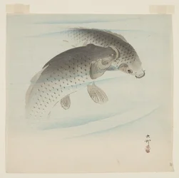 Carpa (Koi)