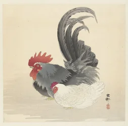 Pollo y gallo