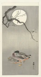 Patos en luna llena