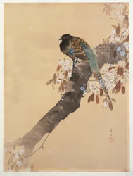 Faisán en rama de flor de cerezo