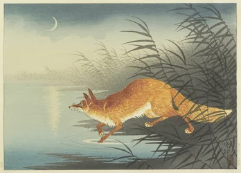 Zorro junto al agua iluminada por la luna, años 1930