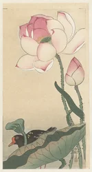 Calamón con flores de loto