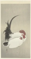 gallo y gallina