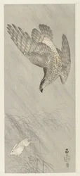 Azor cazando liebre