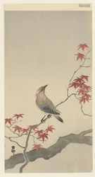 Waxwing japonés en arce.