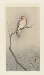 Waxwing japonés en rama