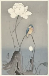 Martín pescador con flor de loto