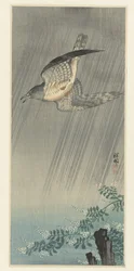 Cuco en tormenta